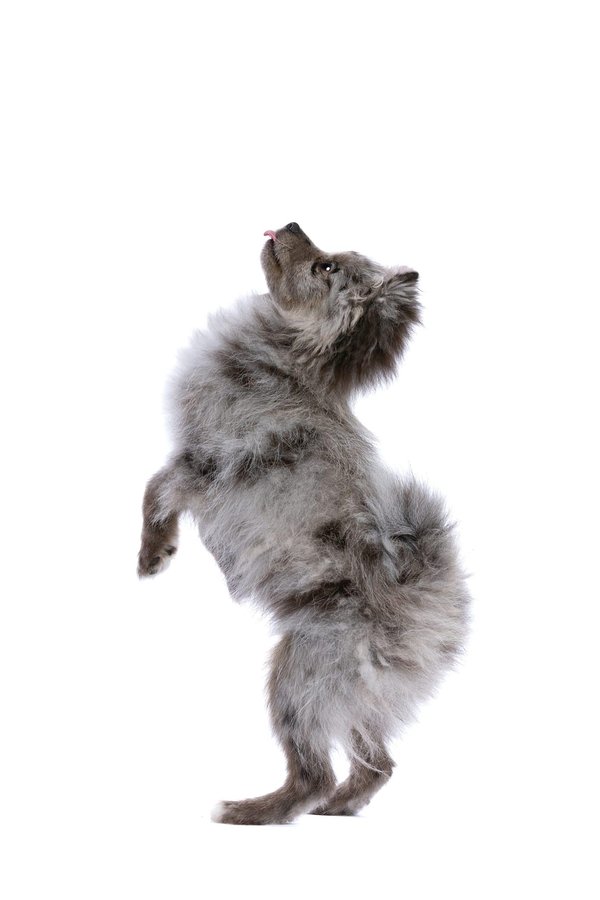 L'élevage de Pomsky: quels sont les conseils, soins et astuces à prendre en compte?