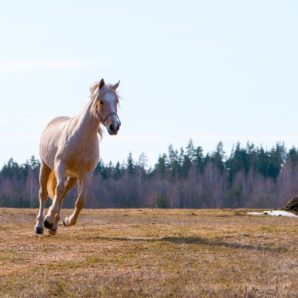 Cheval :  les ingrédients essentiels pour des muscles forts et sains