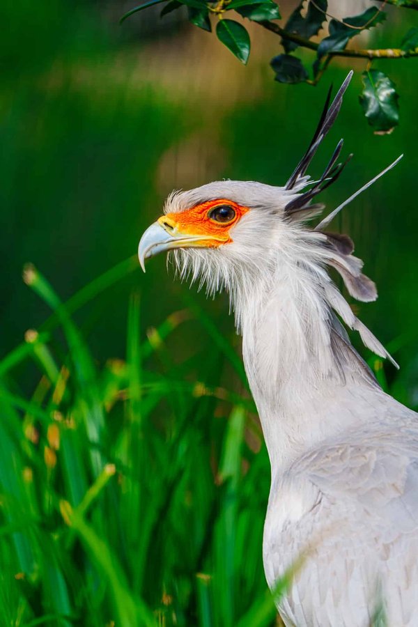 Optimiser l'environnement pour améliorer le bien-être des oiseaux
