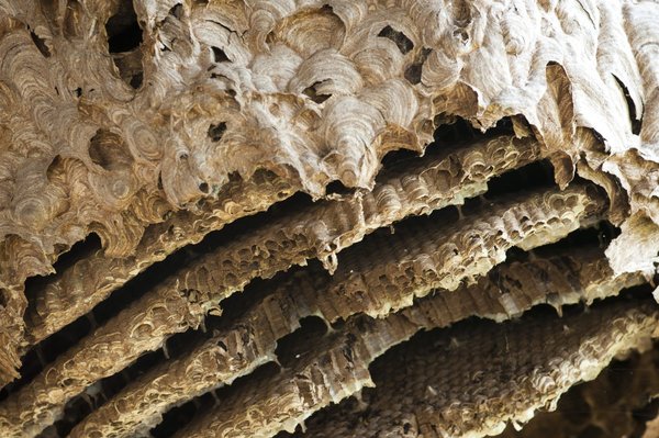 Destruction de nid de guêpes en zone 27 : comment procéder et éviter de nouvelles formations ?