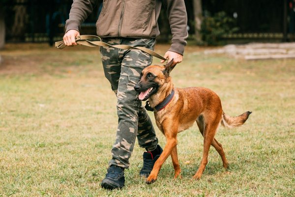 Adopter un pomsky : votre guide complet