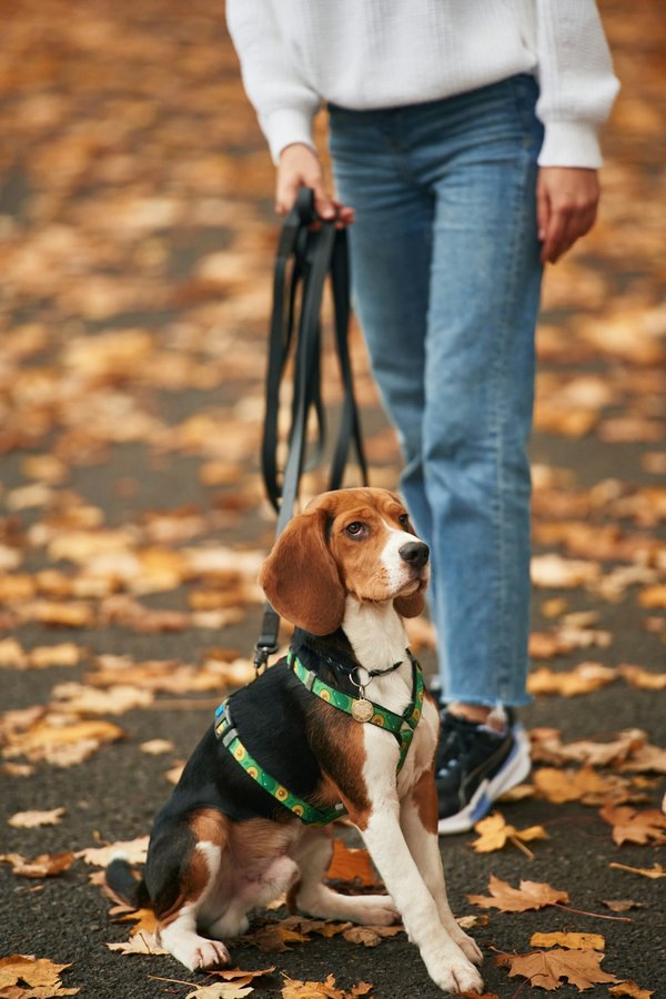 Promener son chien : choisissez la longe parfaite pour lui