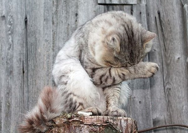 Le chat a peur de l'eau : nos conseils pour lui donner son bain